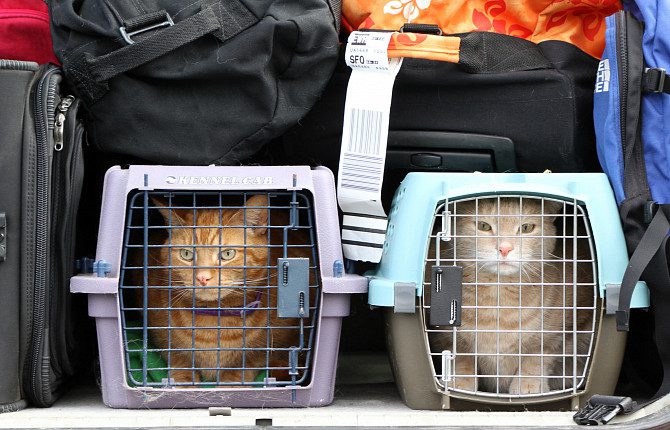 Перевозка домашних животных в самолете