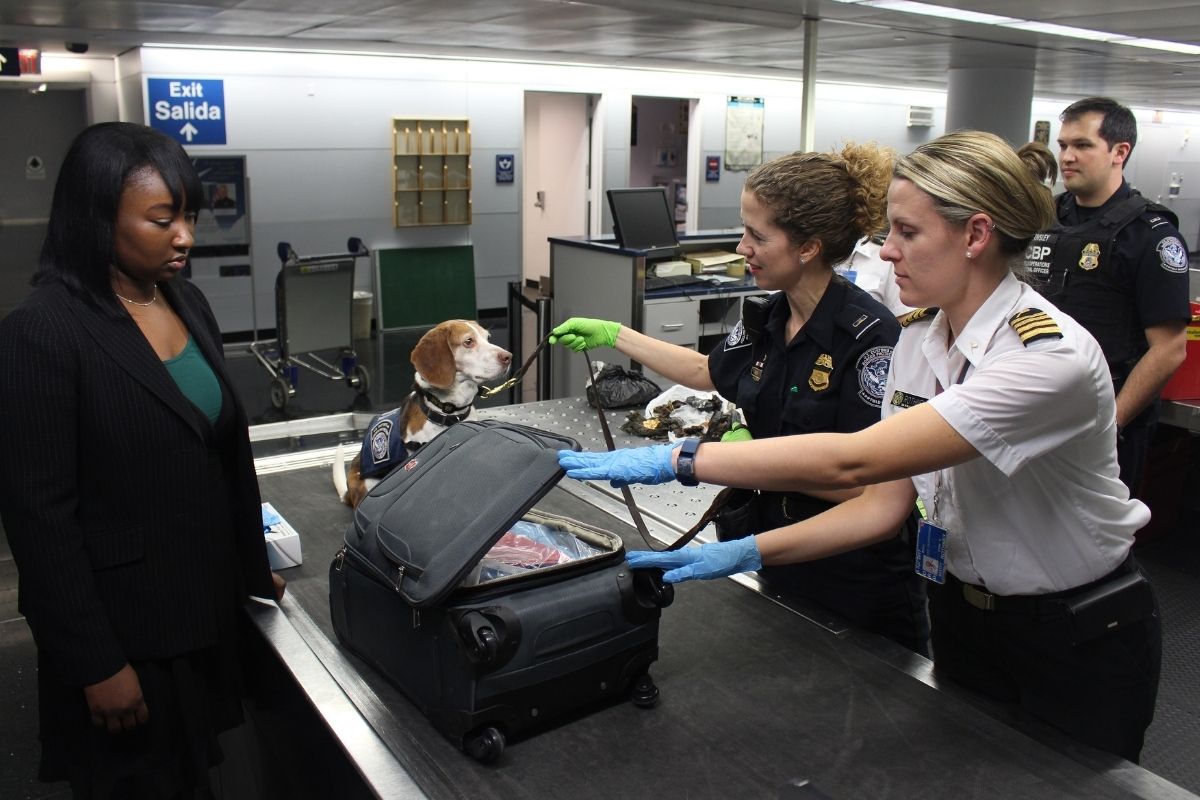 Как в аэропорту проверяют багаж перед погрузкой в самолет