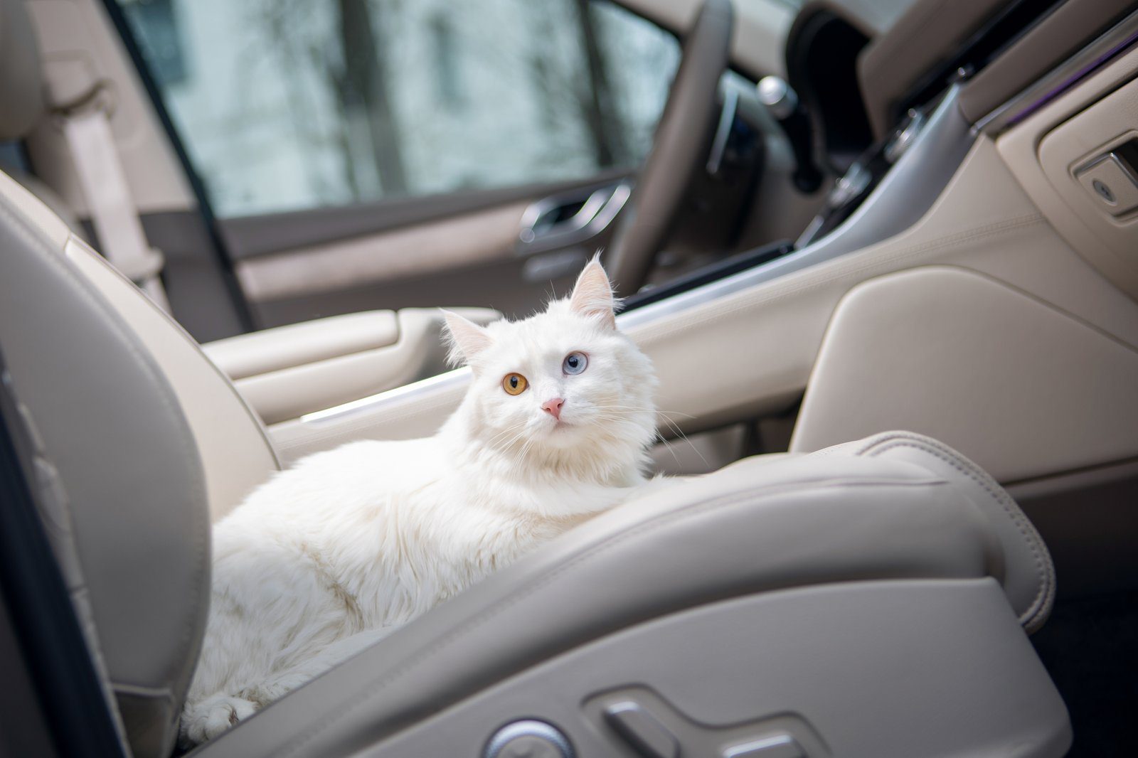 Как перевезти кота в машине?