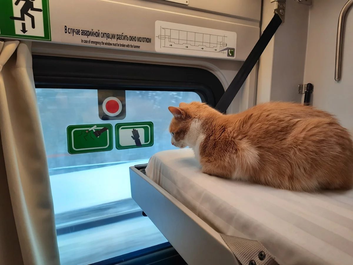 Как перевезти кота в поезде?