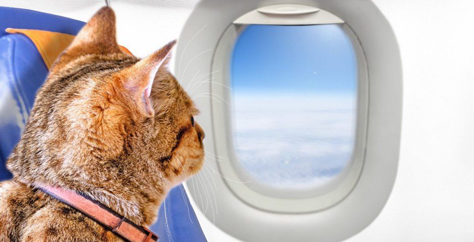 Документы для перевозки кота за границу (в самолете).