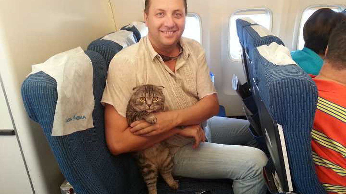 Какие документы нужны для кота в самолет?
